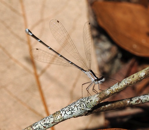 Female
2009_07_12_FL